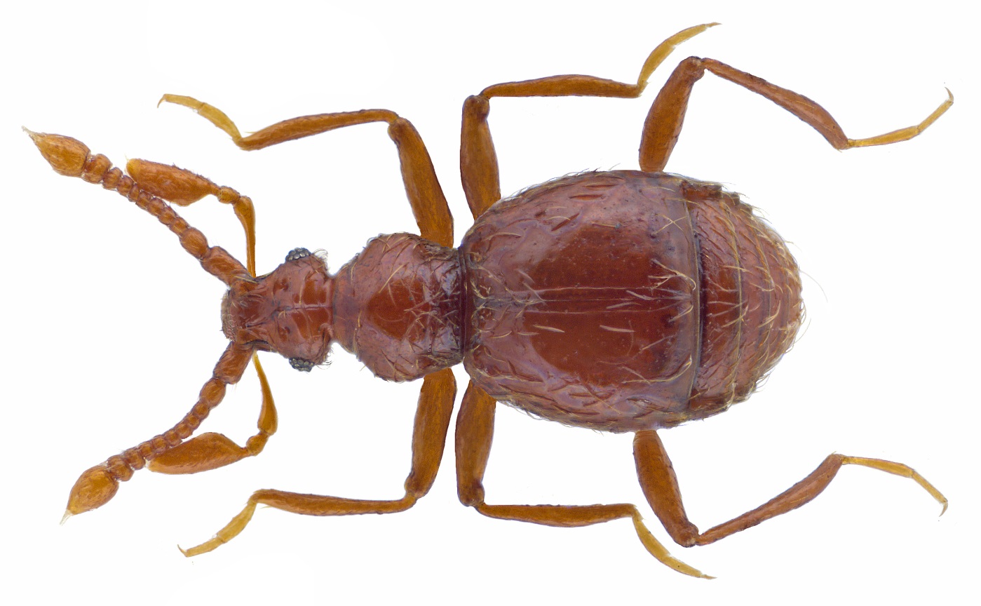 Bryaxis convexus (Kiesenwetter, 1858) Family: Pselaphidae Size: 1.5 mm Loca...