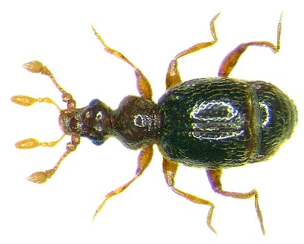 Bryaxis nodicornis (Aubé, 1833) Family: Pselaphidae Size: 1.35 to 1,5 mm Di...